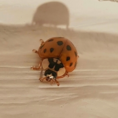 Harmonia axyridis