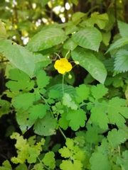 Chelidonium majus
