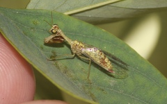Mantispa