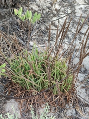 Plantago crassifolia