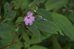 Impatiens pulcherrima