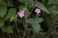 Impatiens pulcherrima
