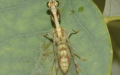 Mantispa