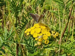 Polyommatus icarus