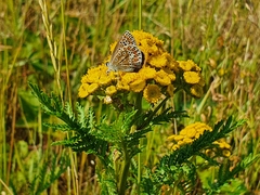 Polyommatus icarus
