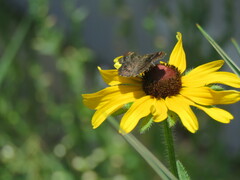Staphylus hayhurstii