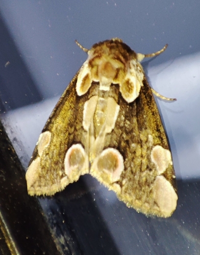 Môrka očkatá (Thyatira batis)