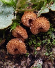 Cyphella ferruginea