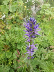 Asyneuma campanuloides