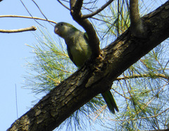 Myiopsitta monachus