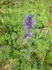 Asyneuma campanuloides