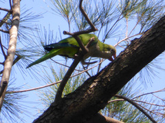 Myiopsitta monachus
