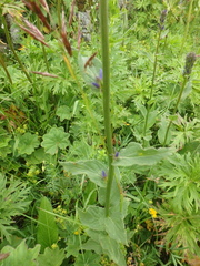 Asyneuma campanuloides