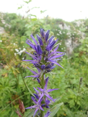 Asyneuma campanuloides