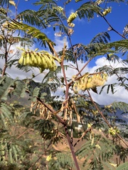 Paraserianthes