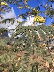 Paraserianthes