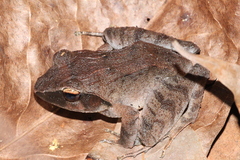 Platymantis corrugatus