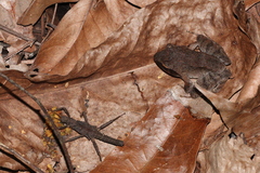 Platymantis corrugatus