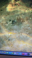 Diplodus sargus