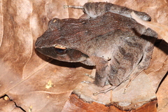 Platymantis corrugatus