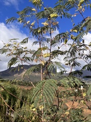 Paraserianthes