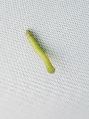 Peridea basitriens