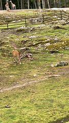 Tragelaphus