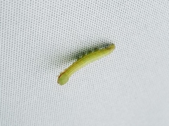 Peridea basitriens