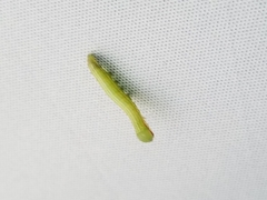 Peridea basitriens