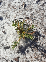 Acacia baueri baueri