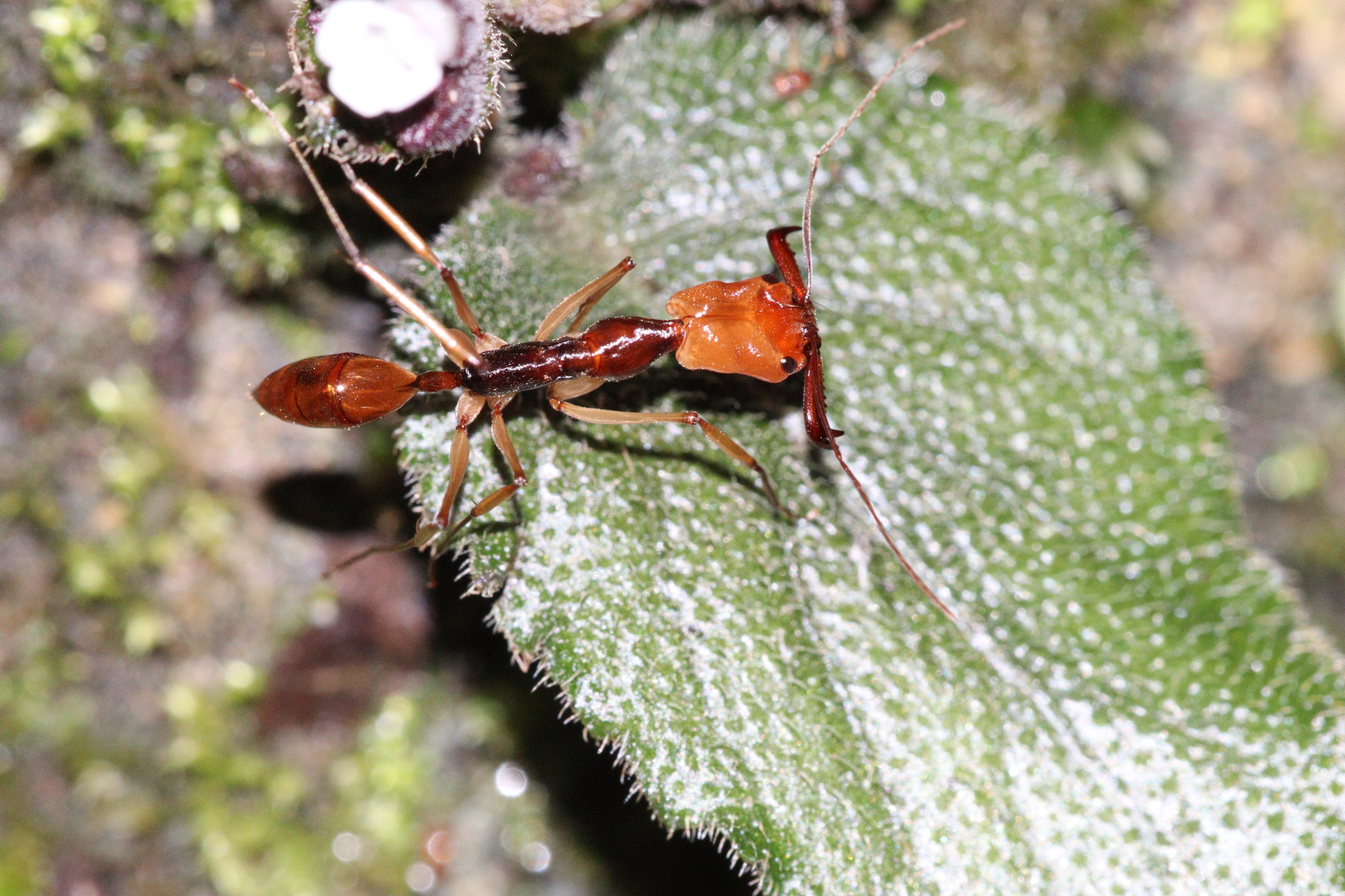 Odontomachus alius