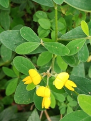 Crotalaria albida