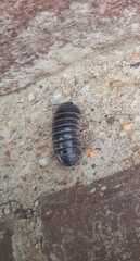 Armadillo officinalis
