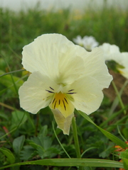 Viola oreades
