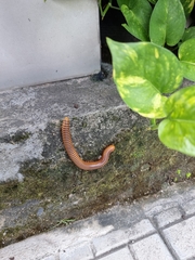 Thyropygus allevatus