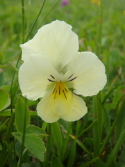 Viola oreades