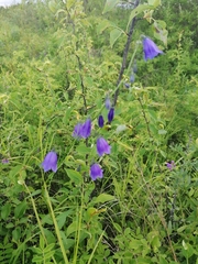 Adenophora stenanthina