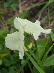Viola oreades