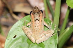 Limnonectes leytensis