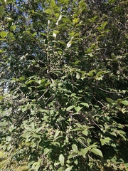 Prunus padus