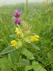 Rhinanthus glacialis