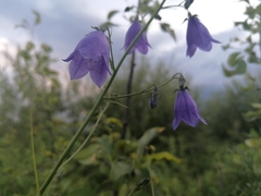 Adenophora stenanthina