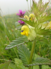 Rhinanthus glacialis