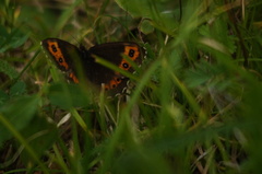 Erebia ligea