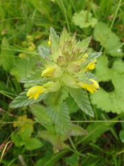 Rhinanthus glacialis