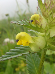 Rhinanthus glacialis