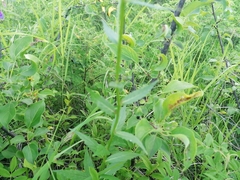 Adenophora stenanthina