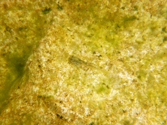 Hyla sarda