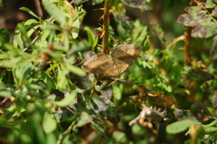 Scotopteryx chenopodiata