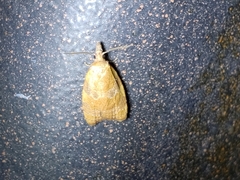 Coelostathma discopunctana